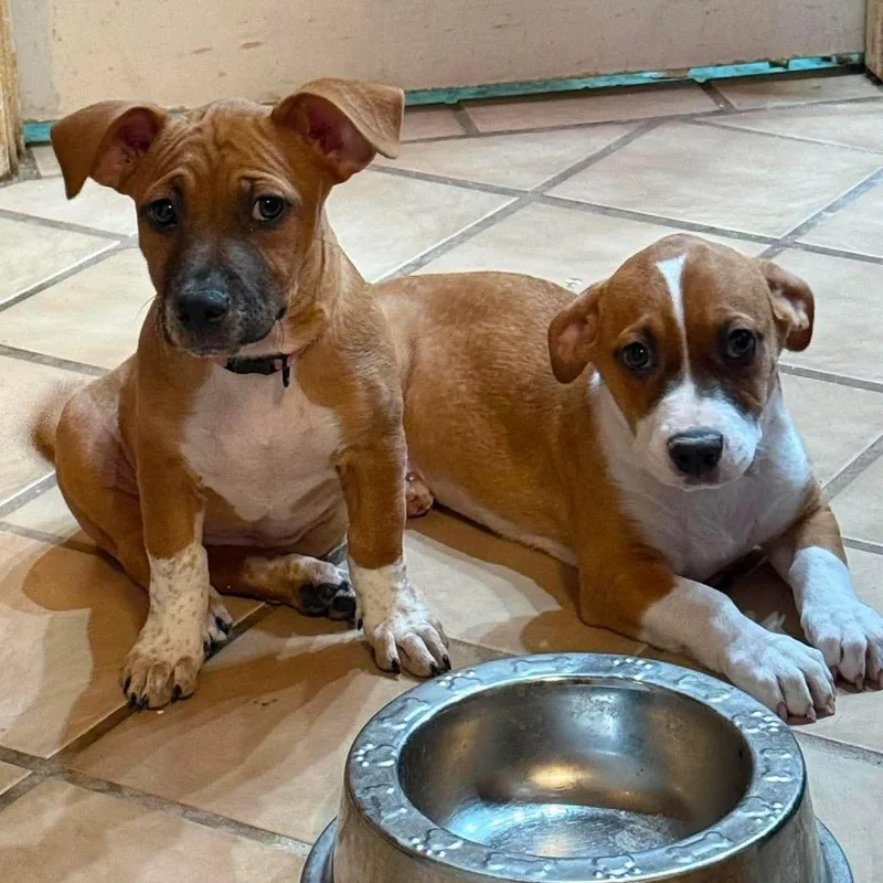 A baby small-sized female Yellow / Tan / Blond / Fawn Mixed Breed dog named Lovey for adoption in Phoenix, AZ