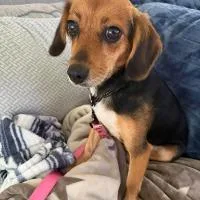 A young small-sized female Beagle dog named Tillie for adoption in Monticello, NY