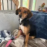 Tillie thumbnail 2