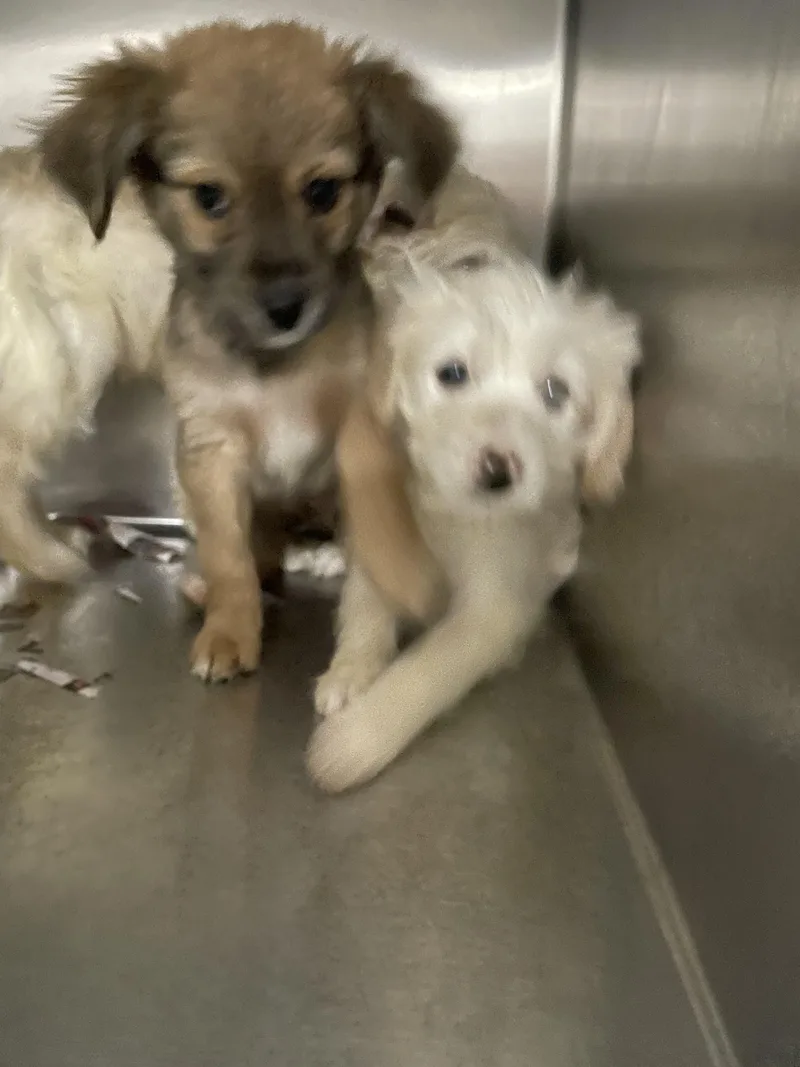 A baby small-sized male Smooth Collie dog named Waffle for adoption in Knoxville, TN