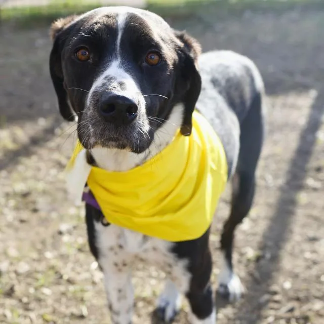 An adult medium-sized male Hound dog named Chucho for adoption in San Antonio, TX