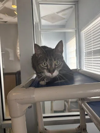An adult medium-sized female Domestic Short Hair cat named Jade for adoption in Washington, DC