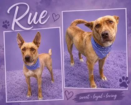 Rue thumbnail 2