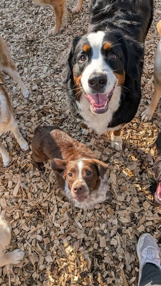An adult medium-sized male Tricolor (Brown, Black, & White) Mixed Breed dog named Crosby for adoption in Wausau, WI
