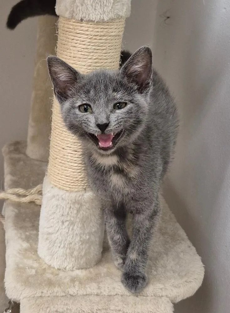 A baby small-sized female Domestic Short Hair cat named Gloria for adoption in South Bend, IN