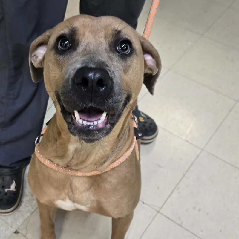 An adult medium-sized female Pit Bull Terrier dog named Cookie for adoption in Xenia , OH