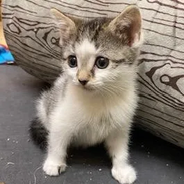 A baby small-sized female Tabby cat named Little Bit Of Honey for adoption in Southern Pines, NC