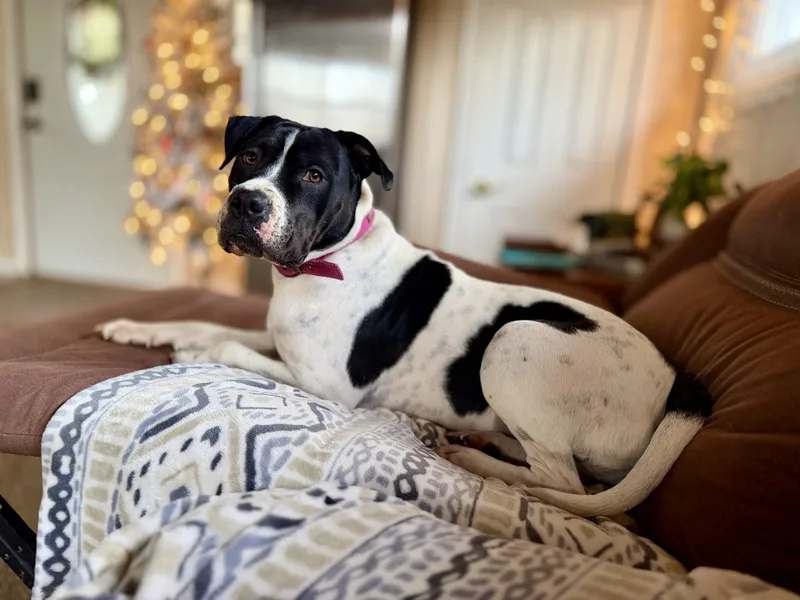 A young large-sized female Yellow / Tan / Blond / Fawn American Bulldog dog named Birdie for adoption in Matthews, IN