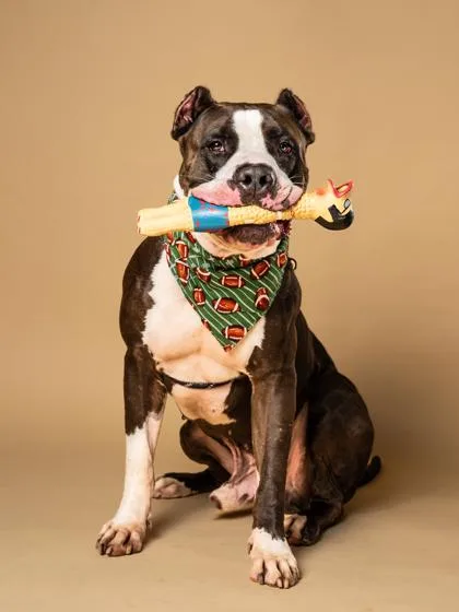 An adult extra large-sized male Pit Bull Terrier dog named Rick Sanchez for adoption in Atlanta, GA