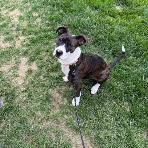 An adult medium-sized female Brindle Boxer dog named Brandi for adoption in Belleville, IL
