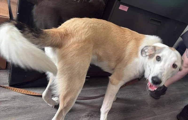 Baxter thumbnail 4