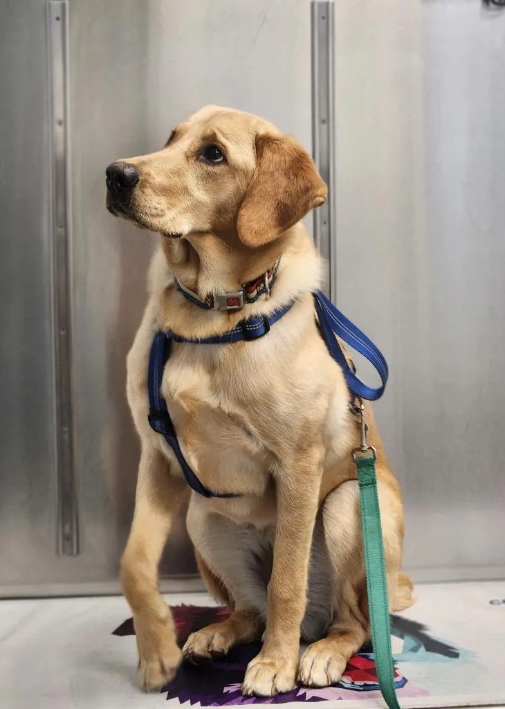 A young medium-sized female Golden Retriever dog named Ella for adoption in Hyde Park, NY