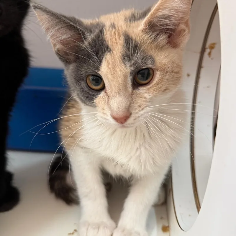 A baby small-sized female Calico Domestic Short Hair cat named Seaking for adoption in Salt Lake City, UT