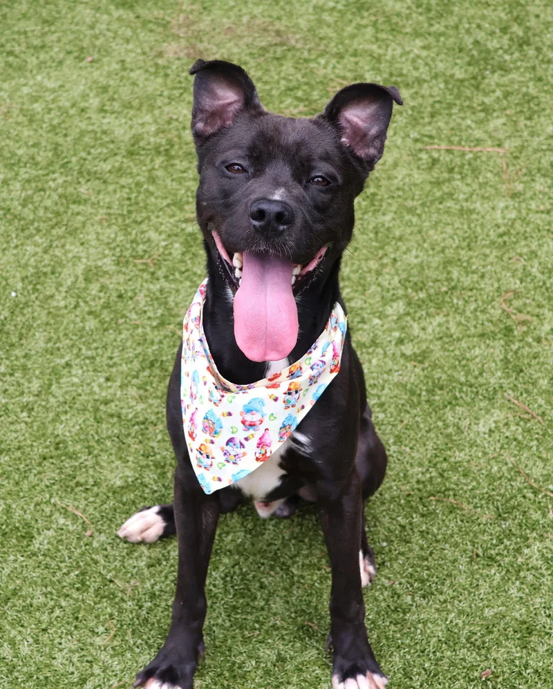 An adult large-sized male Pit Bull Terrier dog named Gerard Athens for adoption in Rockaway, NJ