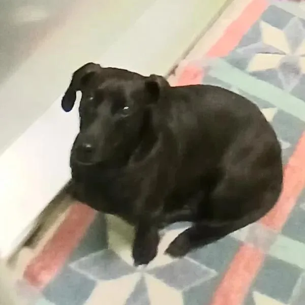 An adult medium-sized female Black Dachshund dog named Juliet for adoption in Spokane, WA