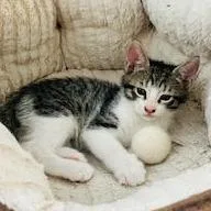 A baby small-sized male Gray / Blue / Silver Domestic Short Hair cat named Mike for adoption in Marietta, GA