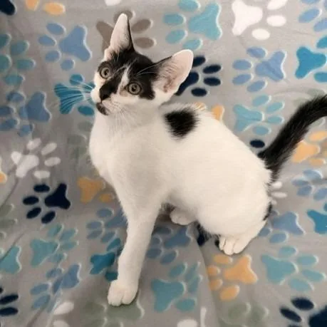 A baby small-sized male White Domestic Short Hair cat named Percy C for adoption in Princeton, MN