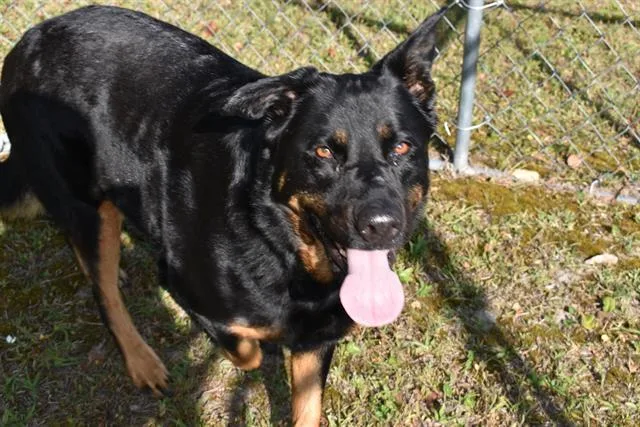 An adult large-sized female German Shepherd Dog dog named Qynn for adoption in Panama City, FL