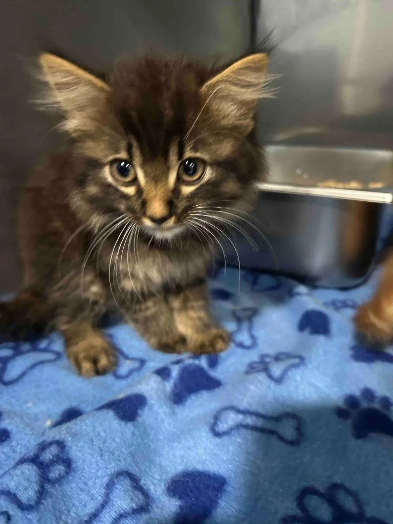 A baby small-sized male American Shorthair cat named Milo for adoption in Glen Rose, TX