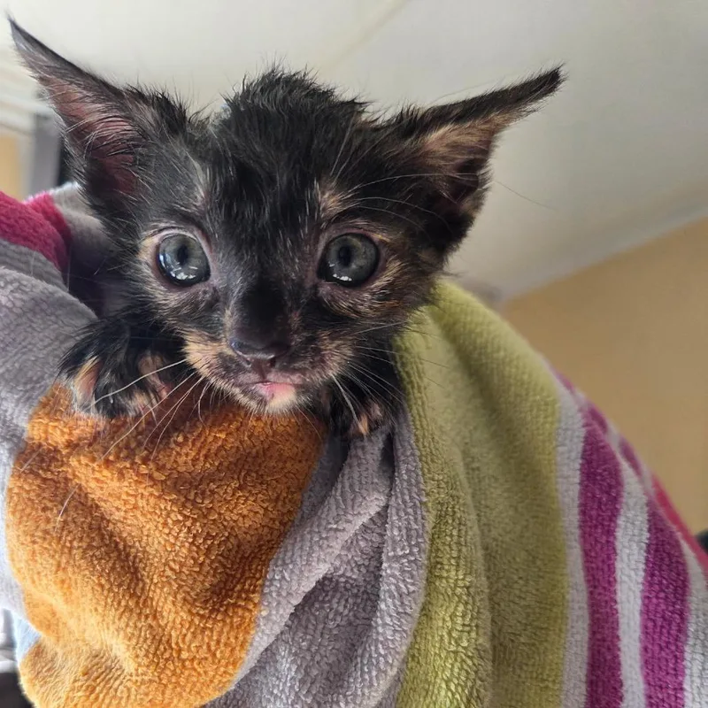 A baby small-sized female Tortoiseshell Domestic Short Hair cat named WinonaC for adoption in East Saint Louis, IL