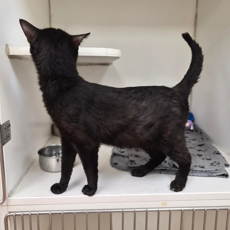 An adult medium-sized male Black Domestic Short Hair cat named Licorice for adoption in Woodstock, IL