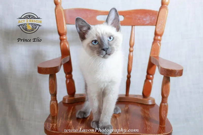 A young medium-sized male Siamese cat named Prince Elio for adoption in Riverside, CA