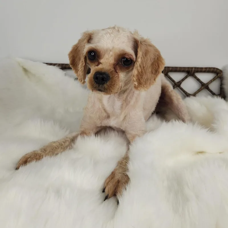 An adult small-sized male Miniature Poodle dog named Fig newton for adoption in Fort Wayne, IN