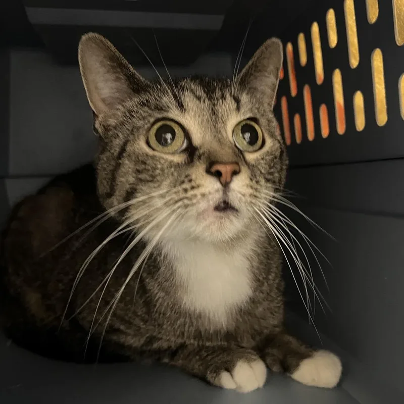 An adult medium-sized female Brown / Chocolate Domestic Short Hair cat named Patches for adoption in Pittsburgh, PA