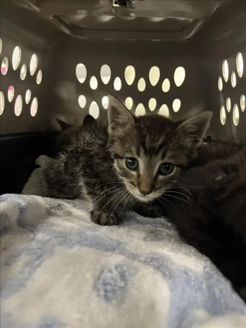 A baby small-sized male Domestic Short Hair cat named Trick for adoption in Woodland, CA