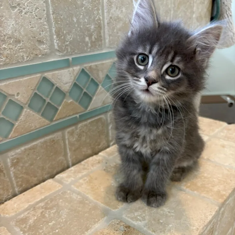 A baby small-sized female Domestic Medium Hair cat named Sweet Pea for adoption in Portage, MI