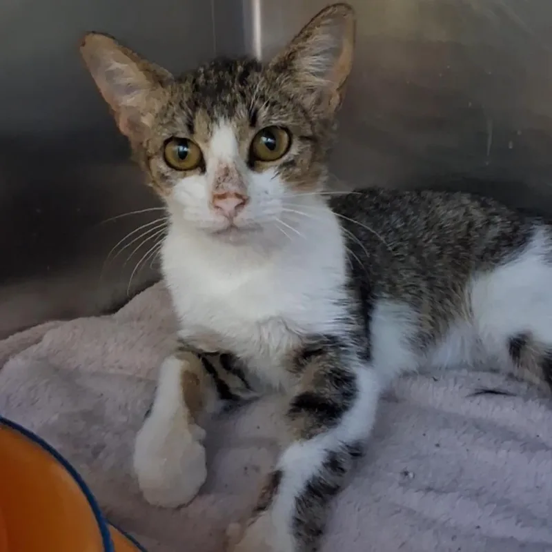 A baby small-sized female Domestic Short Hair cat named Macarena for adoption in West Palm Beach, FL