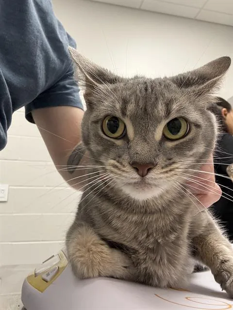 A young small-sized female Domestic Short Hair cat named Mj for adoption in Indianapolis, IN