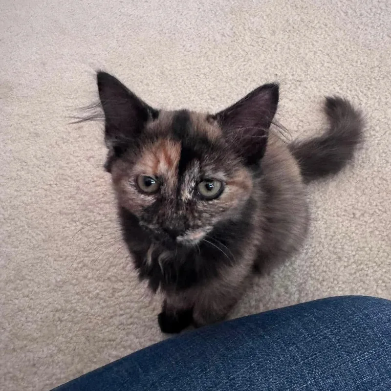 A baby small-sized female Tortoiseshell Domestic Medium Hair cat named Myeengun for adoption in Hedgesville, WV