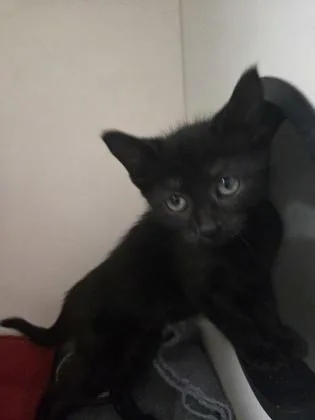 A baby small-sized female Domestic Short Hair cat named Blip for adoption in Savannah, GA