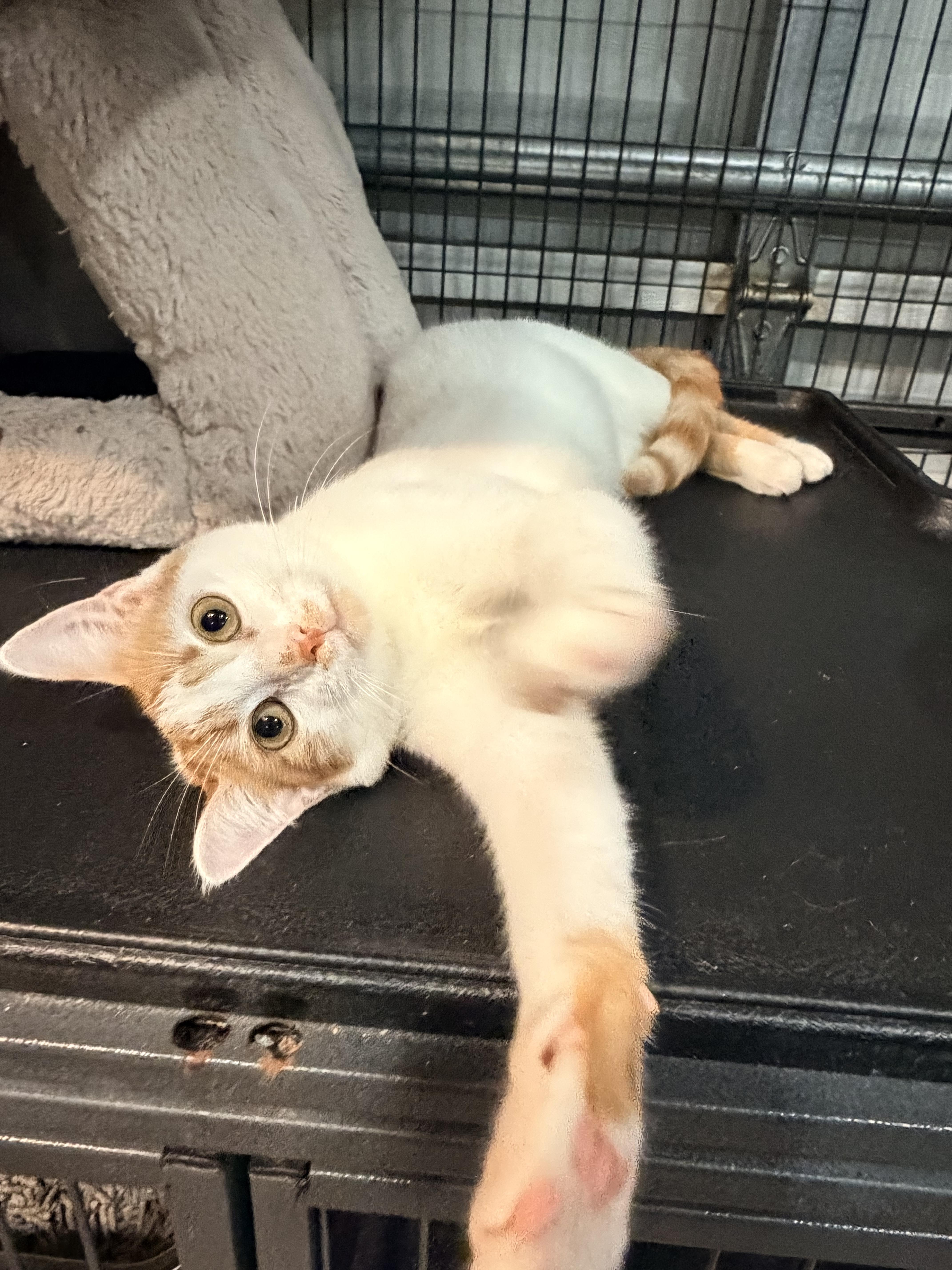 A baby small-sized male Orange & White Domestic Short Hair cat named Pippin James for adoption in Homestead, FL