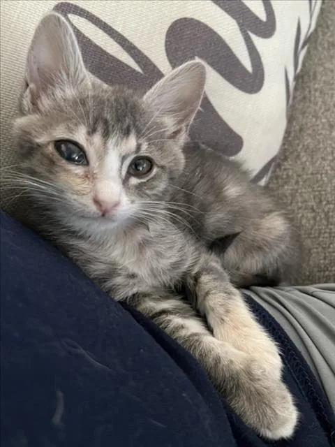A baby small-sized female Gray / Blue / Silver Domestic Short Hair cat named Lyra for adoption in Woodland, CA