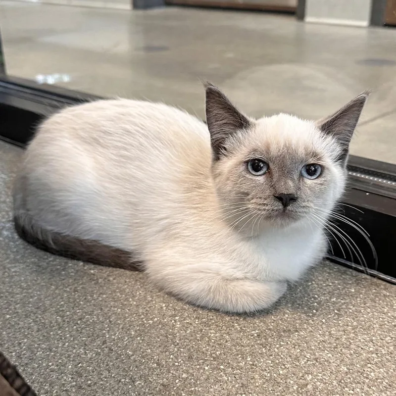 A baby small-sized female Cream / Ivory Domestic Short Hair cat named Beverly for adoption in Hailey, ID