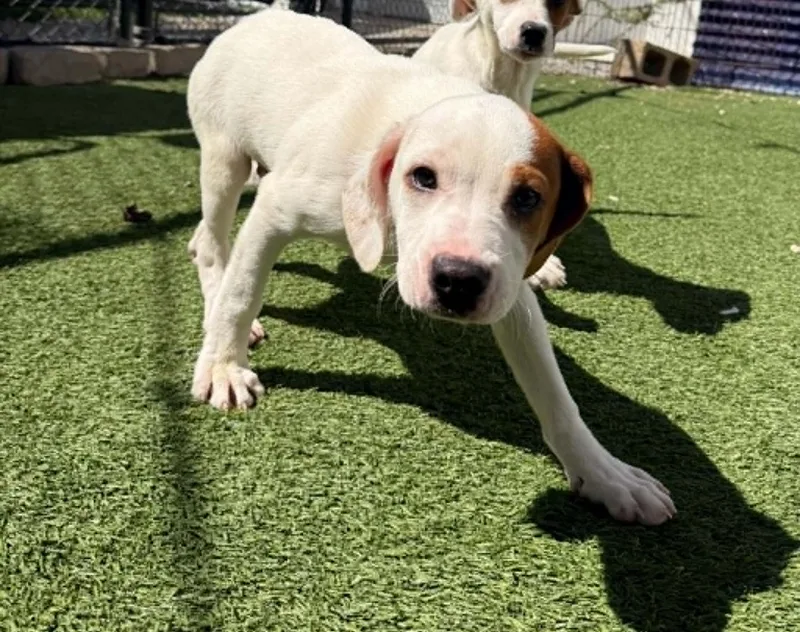 A baby medium-sized male Hound dog named Joey for adoption in Groton, CT