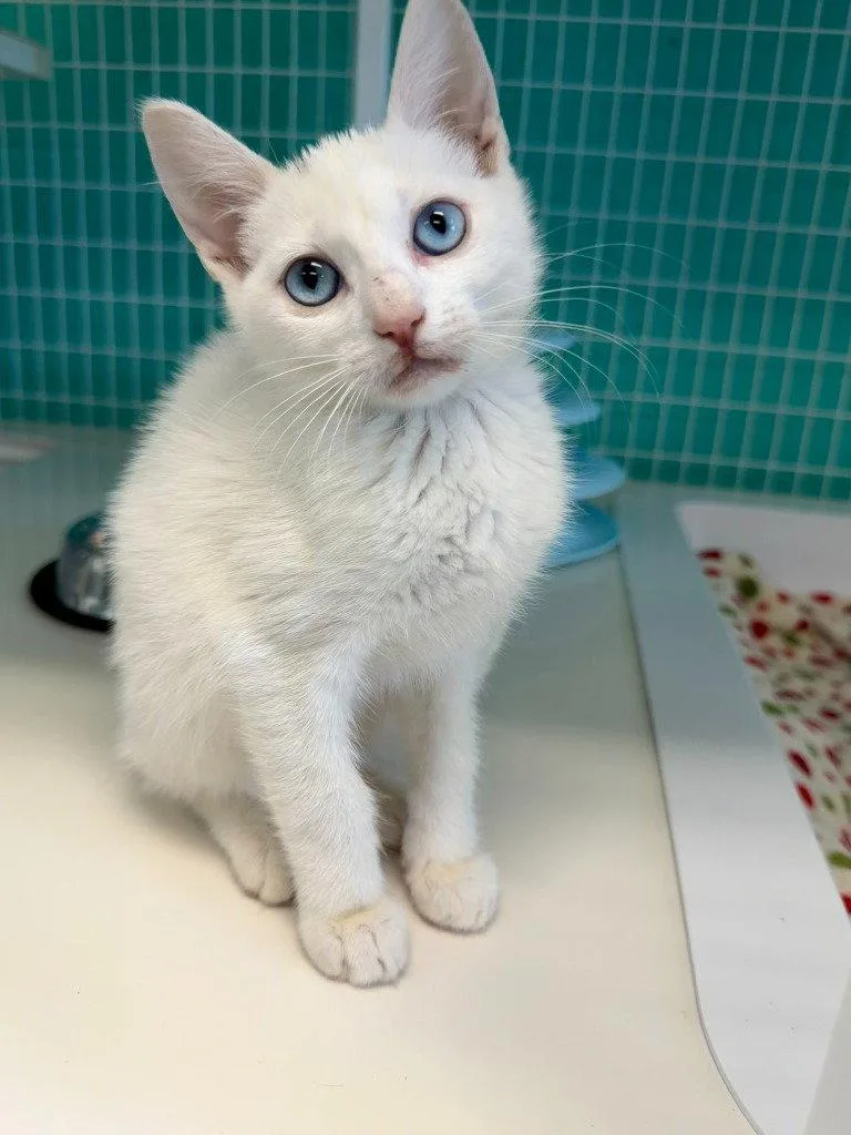 A baby medium-sized female White Domestic Short Hair cat named Pinky for adoption in St. Helens, OR
