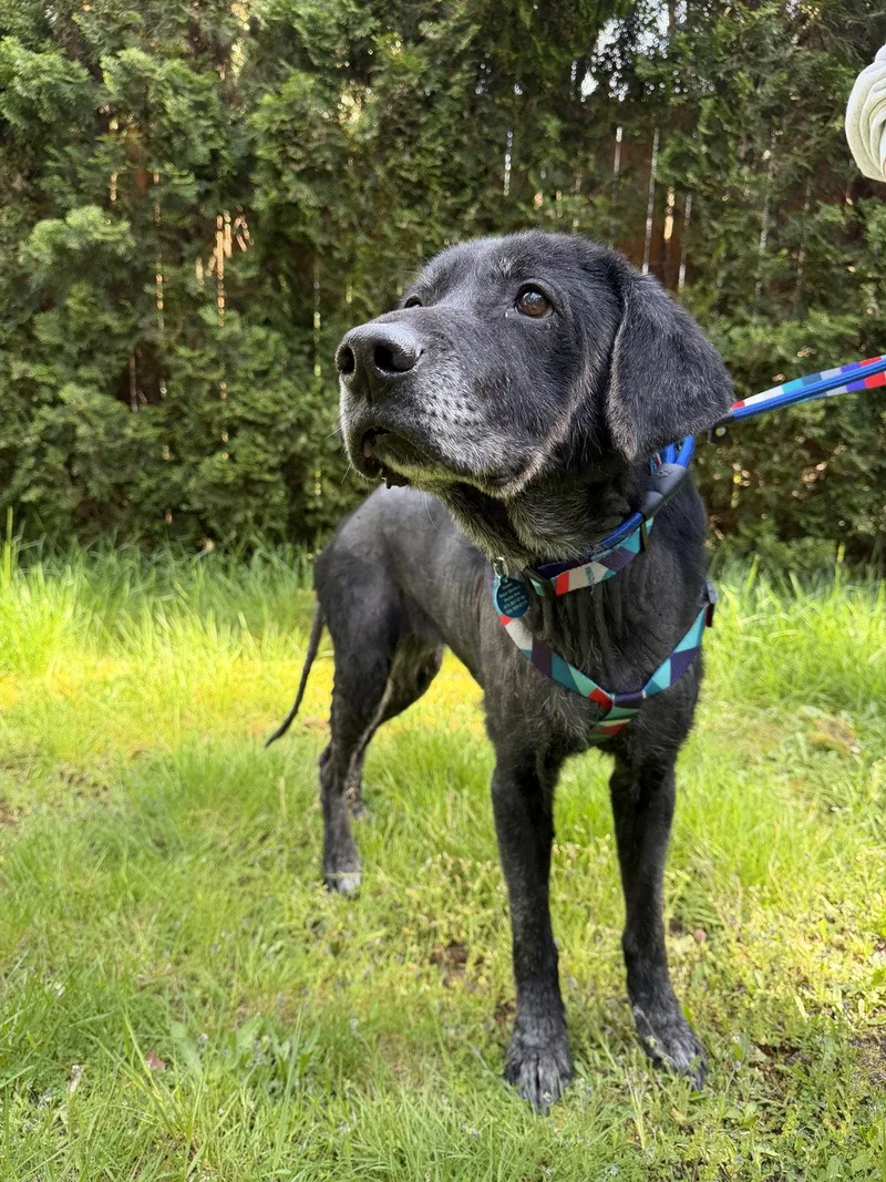 Pepper thumbnail 3