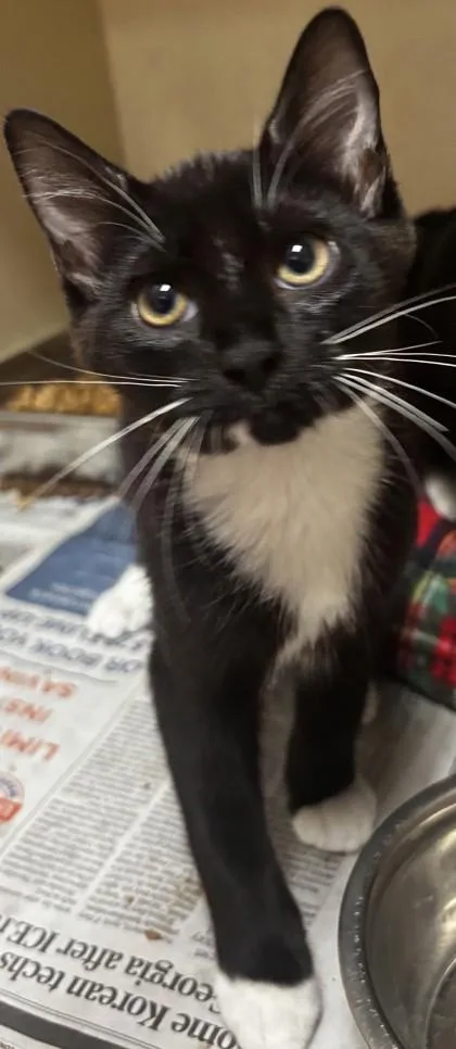 A baby medium-sized male Domestic Short Hair cat named Armadillo for adoption in Chamblee, GA