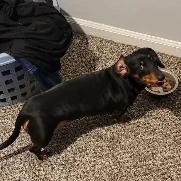 A senior small-sized female Black Miniature Dachshund dog named Melon for adoption in Olathe, KS