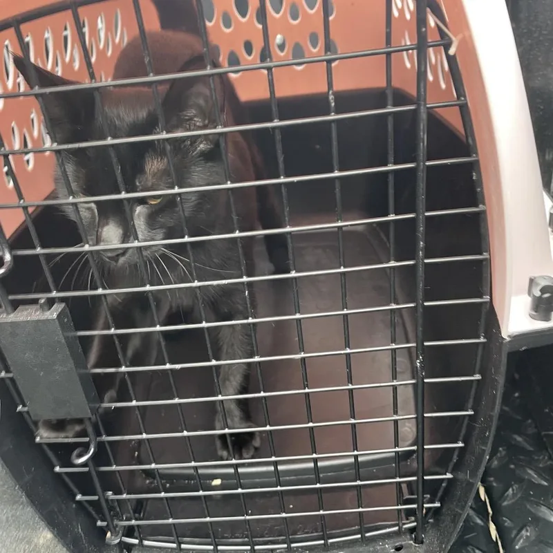 A baby small-sized female Black Domestic Short Hair cat named Sissy for adoption in Lake Jackson, TX