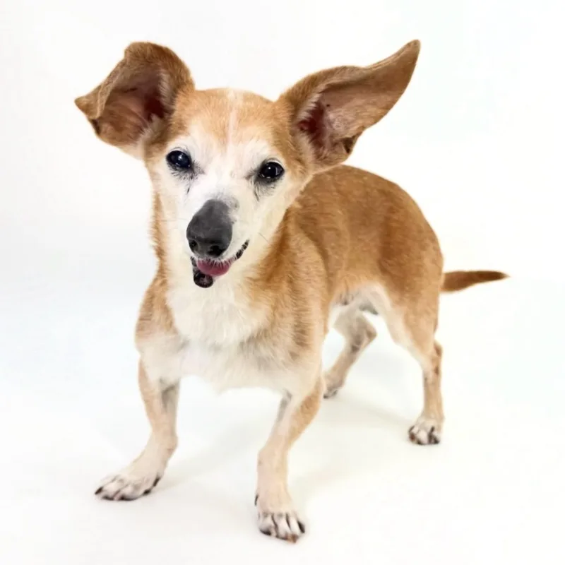 An adult small-sized male Golden Chihuahua dog named Billy for adoption in Scottsdale, AZ