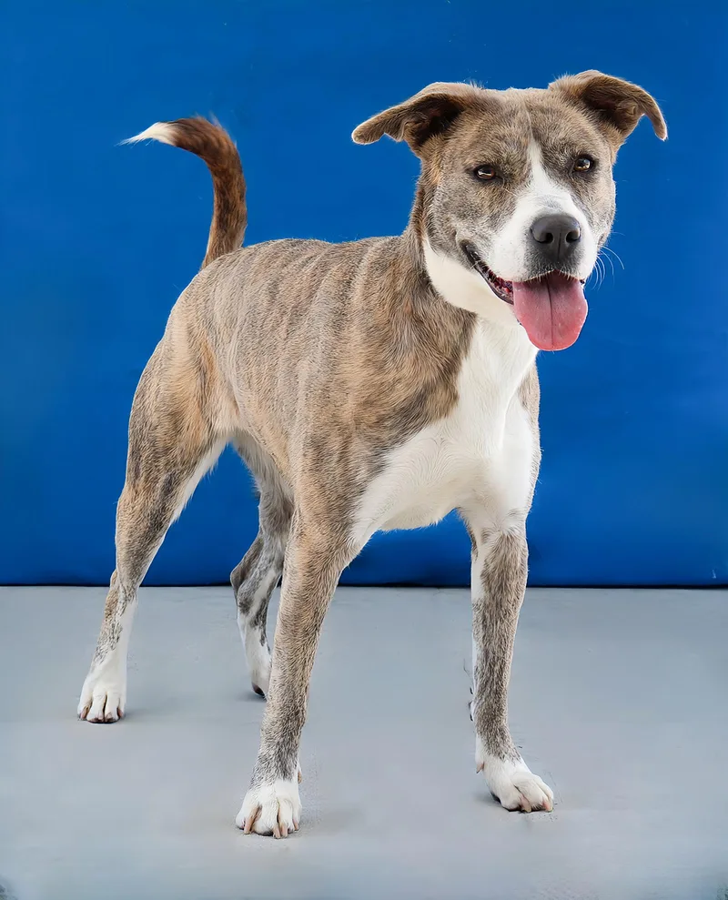 An adult medium-sized female Pit Bull Terrier dog named Gracie for adoption in Pasadena, CA