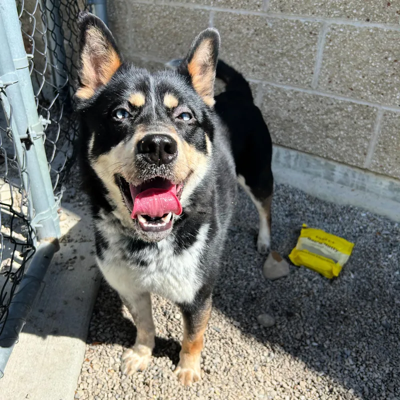 An adult medium-sized male Tricolor (Brown, Black, & White) Husky dog named Yuri for adoption in Lindon, UT
