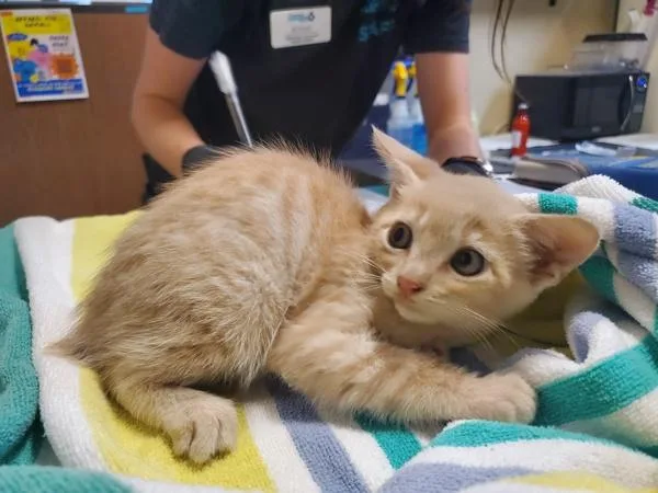 A baby small-sized male Domestic Short Hair cat named Mushu for adoption in Oceanside, CA