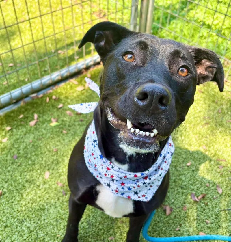 A young medium-sized female Black Mixed Breed dog named Angel for adoption in Media, PA