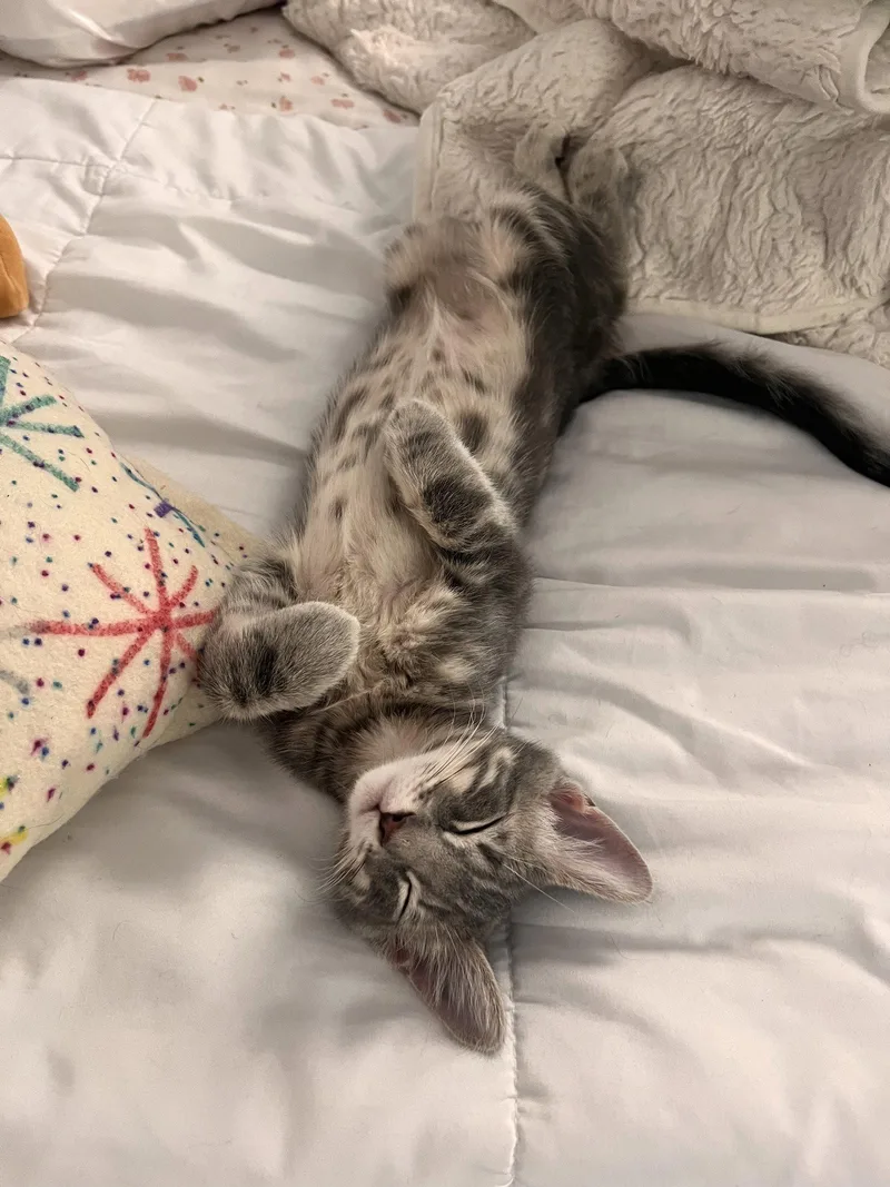 A young medium-sized male American Shorthair cat named Willie McGee for adoption in Eureka, MO