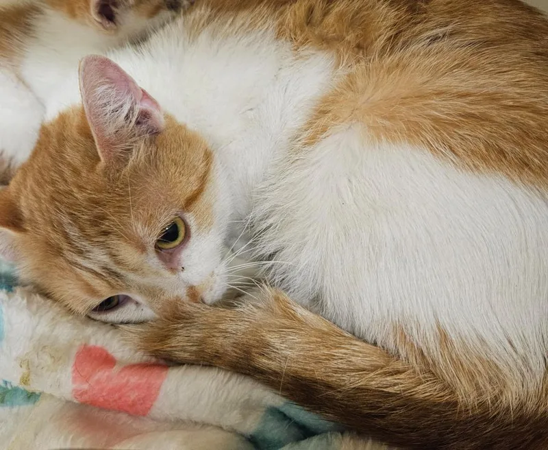 A young medium-sized female Domestic Short Hair cat named Bobbie Sue for adoption in Bloomington, IN